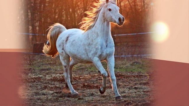 Изучаем животных. Лошадь. Обучающий мультик. смотреть онлайн