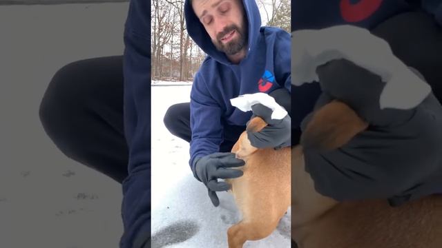 Relieving anal glands yuck!!! How to, what you should do after, saving money at home смотреть онлайн