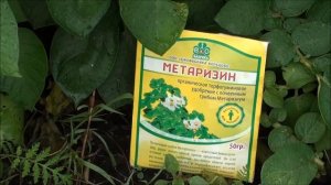 Метаризин, как удобрение и средство защиты от насекомых вредителей