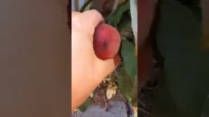 Колоновидный персик Юбилей столицы | Россия | Shorts | @Hortus Eden