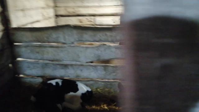 КОРОВЫ //ТЁЛКИ //КОРОВА СОШЛА СУМА! О ВСЕХ ПО НЕМНОГУ смотреть онлайн