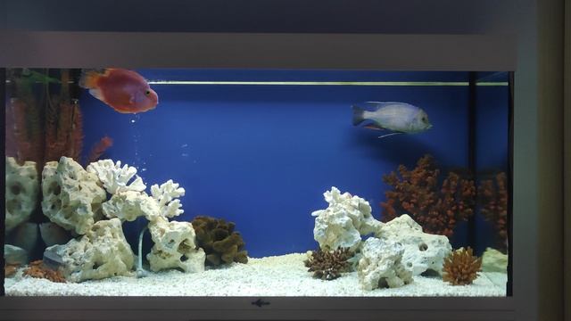 Рыбки в аквариуме смотреть онлайн