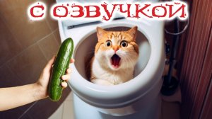 Приколы с котами! Смешные коты! С ОЗВУЧКОЙ! Самые смешные животные! до слёз!