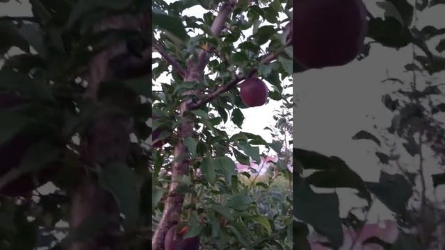 Абрикос Чёрный бархат. Первое плодоношение. смотреть онлайн