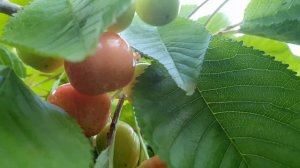 Очень ранний сорт черешни. Самая ранняя майская черешня скоро поспеет  в моём саду.  16 мая 2020.