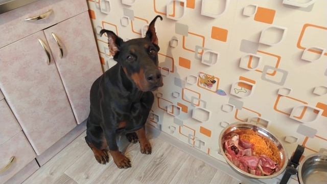 Выдержка добермана / Extract Doberman.