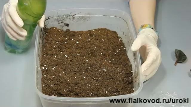 Курс 1. Часть 3. Грунт для посадки черенка фиалки. смотреть онлайн