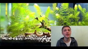 РОГОЛИСТНИК!!!