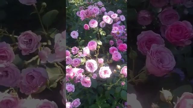 Роза флорибунда Помпонелла Германия Кордес 2005 год смотреть онлайн