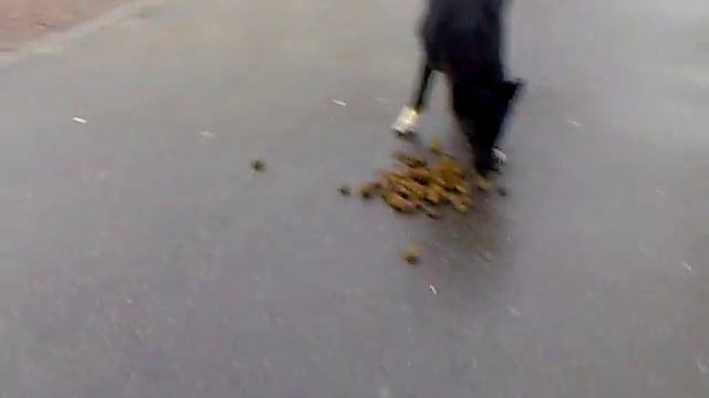 Собака жрет конское говно смотреть онлайн