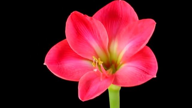 Выкапываем георгины на зиму, или что мне присоветовал бойскаут смотреть онлайн