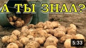 Выращиваем КАРТОФЕЛЬ: нюансы процесса