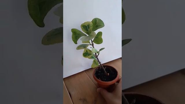 Дайте совет, что делать с фикусом??