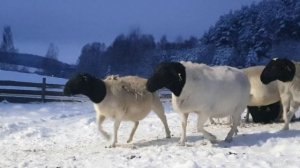 Племенные бараны Дорпер в продаже...генофондное хозяйство Дорпер +375296554488 #dorpersheep #dorper