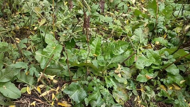 Лопухи в поиске хренового  папоротника. Чёрный ворон пел нам песни.