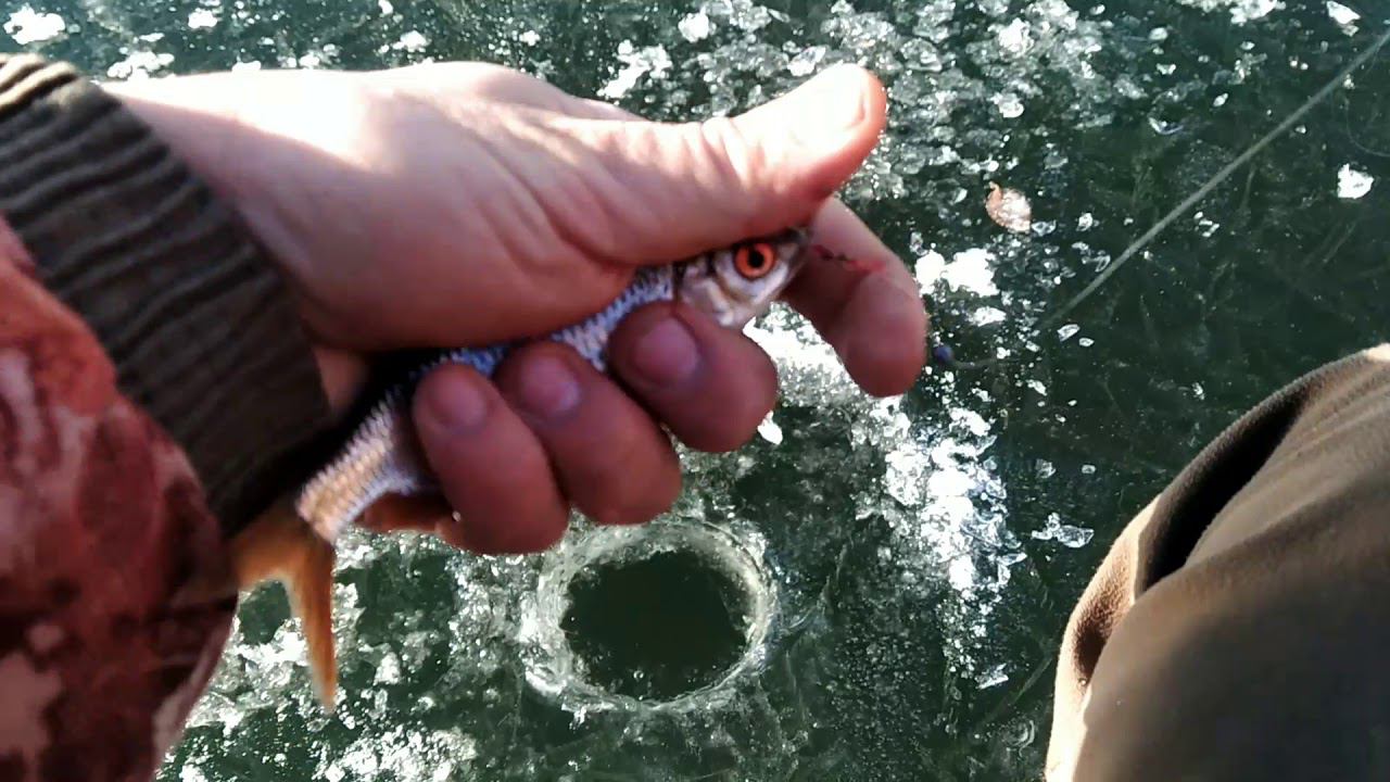 Живец для жерлиц. Живец на щуку. Как поймать живца? Рыбалка 2020 - 2021 смотреть онлайн