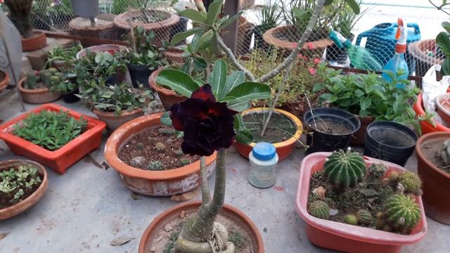 Adenium black dragon Bloom смотреть онлайн