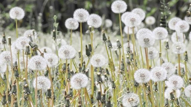 Flower 4K Nature Relaxation Film - Healing And Meditation Music