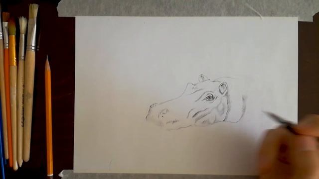 Рисунок бегемота- Как нарисовать бегемота? смотреть онлайн