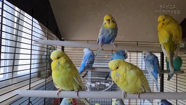 "Уже пора спать" ? Учим попугая говорить. Урок № 69 часть 1 смотреть онлайн