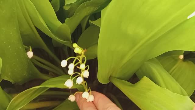 ЛАНДЫШИ 🌿 Светлого мая привет🌱 смотреть онлайн