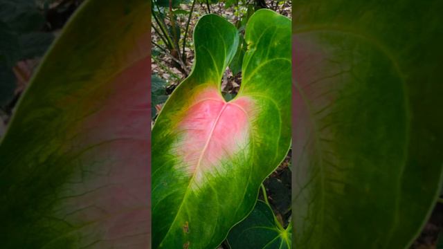 ඇන්තූරියම් මල් වර්ග смотреть онлайн