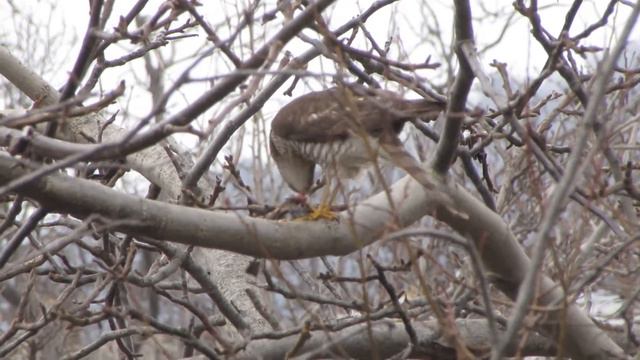 Ястреб-перепелятник Accipiter nisus у нас в огороде завтракает. Дачное, Судак, Крым, 26 декабря 202 смотреть онлайн