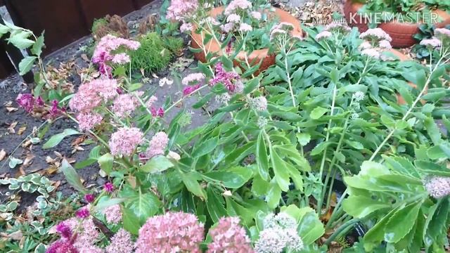 Неприхотливый очиток смотреть онлайн