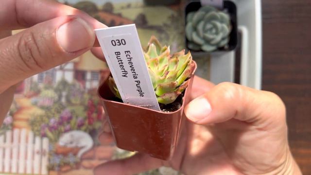 TheNext Gardener succulent unboxing смотреть онлайн