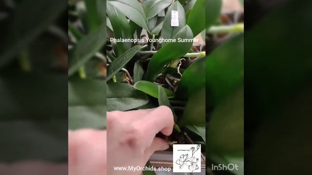 Phalaenopsis Younghome Summer
