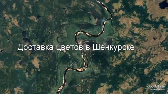 Доставка цветов в Шенкурске - Заказ букетов от компании Скорая подарочная помощь смотреть онлайн