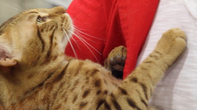 We're Wild for the Ocicat смотреть онлайн