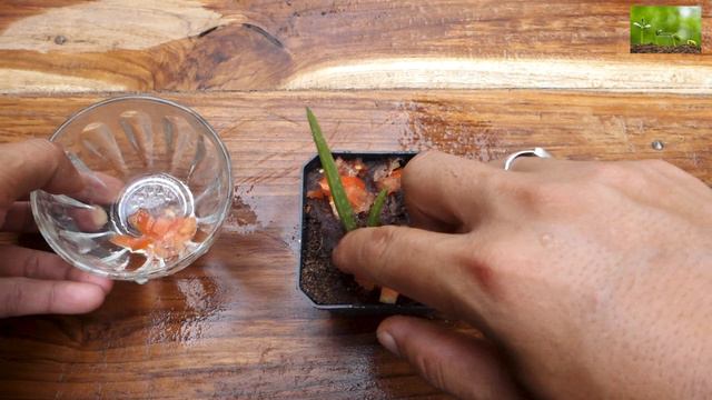 How To Grow And Care Aloe Vera With Tomato