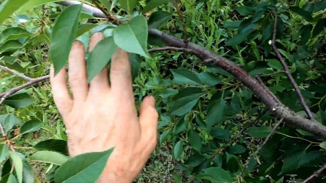 Летняя обрезка вишни