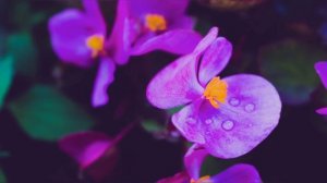 ОБЯЗАТЕЛЬНО ПОСТАВЬТЕ ЭТИ ЦВЕТЫ В ДОМЕ! Растения, которые приносят удачу, счастье и богатство!