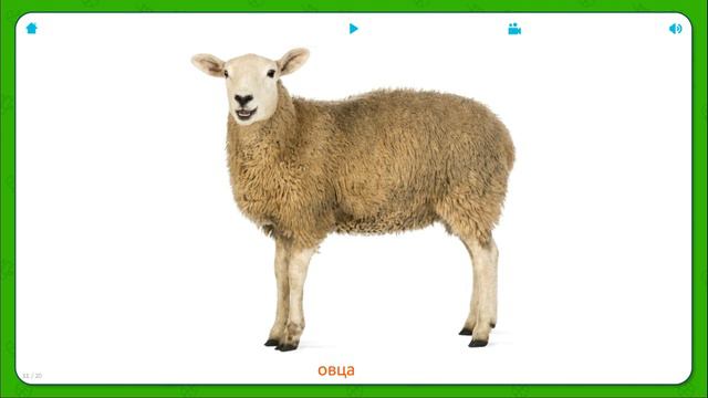 Животные - Развивающие карточки для малышей смотреть онлайн