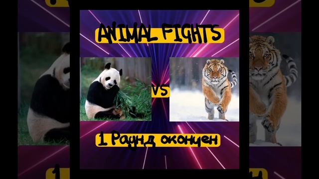 Тигр Vs Панда / Полный Бой смотреть онлайн