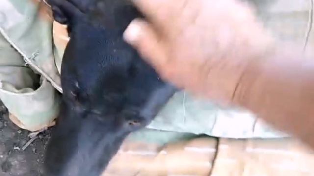 #ЕЙСК, #ДАЧИ 🐕 Нашла жестянщика! Штукатурю проблемный угол. Домик для Феди. смотреть онлайн