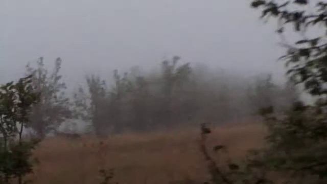 Олени в нашем лесу смотреть онлайн