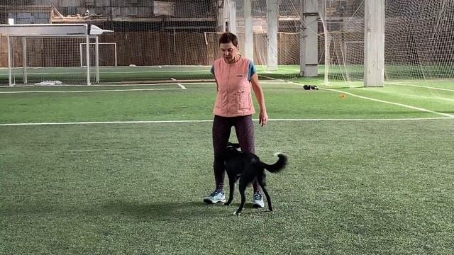 Как научить собаку командам Дрессировка собаки Танцы с собакой Первые шаги № 24 /Брина- 8 месяцев смотреть онлайн