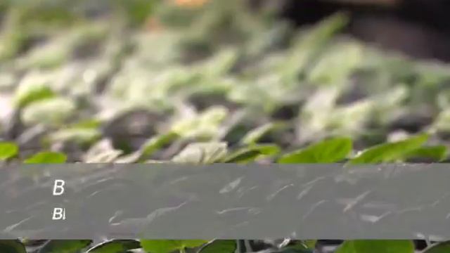 В отдаленном селе ЯНАО впервые вырастят томаты