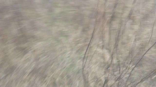 Утренняя Проверка Петель На Зайца Русака 🐇🐰 смотреть онлайн