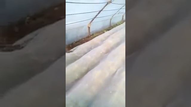 Выращивание Молодой капусты зимой в теплице... смотреть онлайн