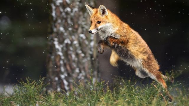 The Fox Spirit Guide - Ask the Spirit Guides Oracle Totem Animal - Power Animal - Magical Crafting смотреть онлайн