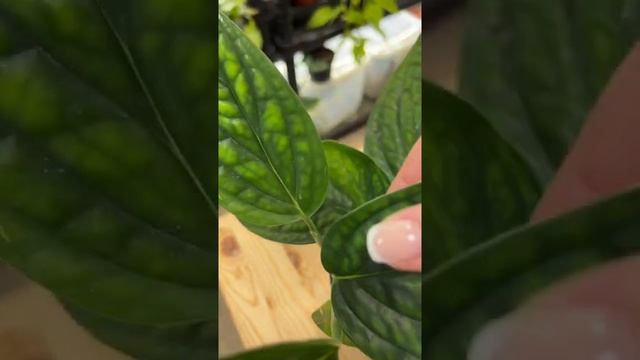 Монстера Карстенианум Перу – редкие и экзотические комнатные цветы смотреть онлайн