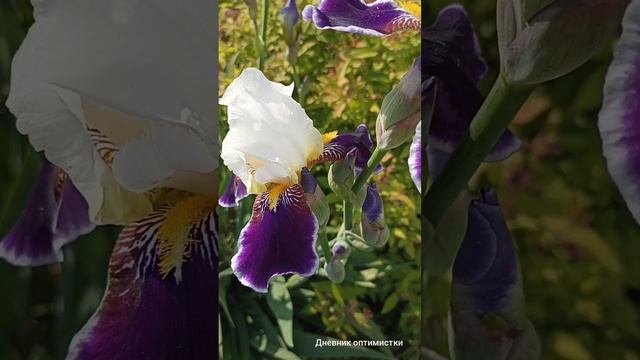 День летнего солнцестояния ☀?? смотреть онлайн