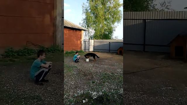 Абрикос цветёт так, что веток не видно. Мощное цветение. смотреть онлайн
