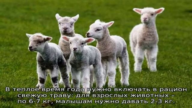Как называется детеныш овцы смотреть онлайн