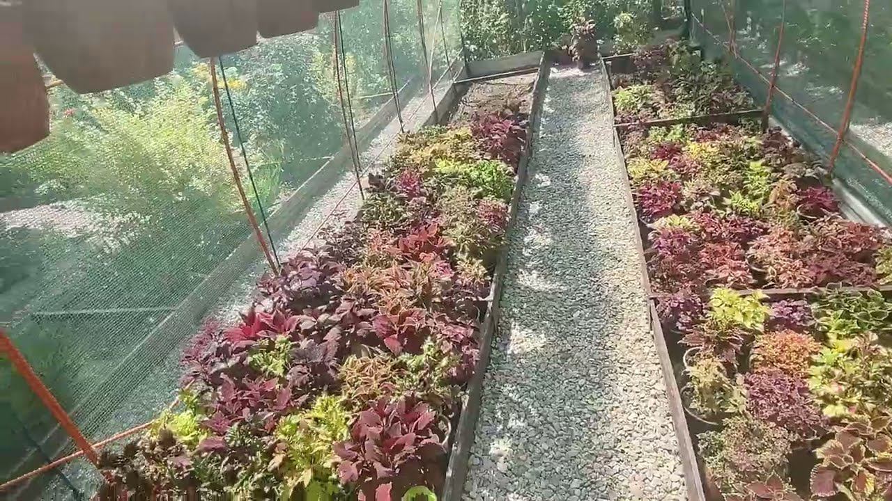 Как высадить колеусы в открытый грунт и в кашпо для выращивания летом. Как спасти от ожогов. Обзор. смотреть онлайн