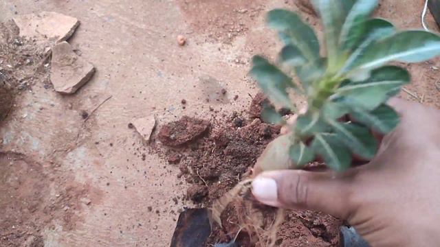 Just Sold My Adenium Socotrunum.. Care and Maintaining смотреть онлайн